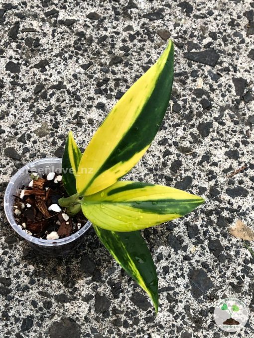 Scindapsus Coriaceus Aurea