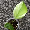 Scindapsus Moonlight Albo (Marble)