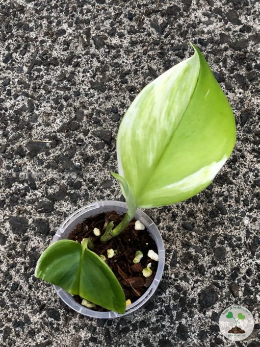 Scindapsus Moonlight Albo (Marble)