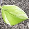 Scindapsus Moonlight Albo (Marble)