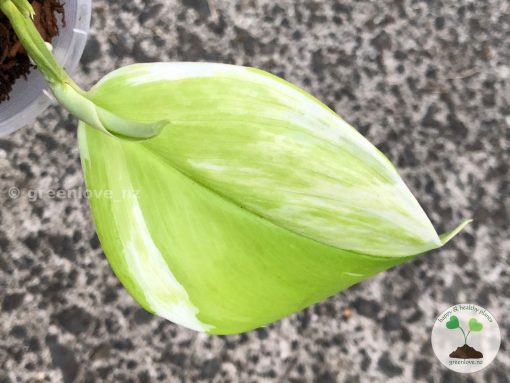 Scindapsus Moonlight Albo (Marble)