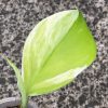 Scindapsus Moonlight Albo (Marble)