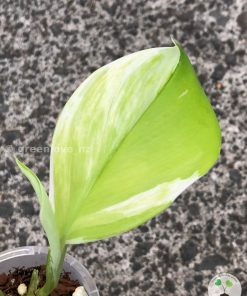 Scindapsus Moonlight Albo (Marble)