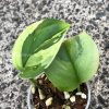 Scindapsus Moonlight Albo (Marble)