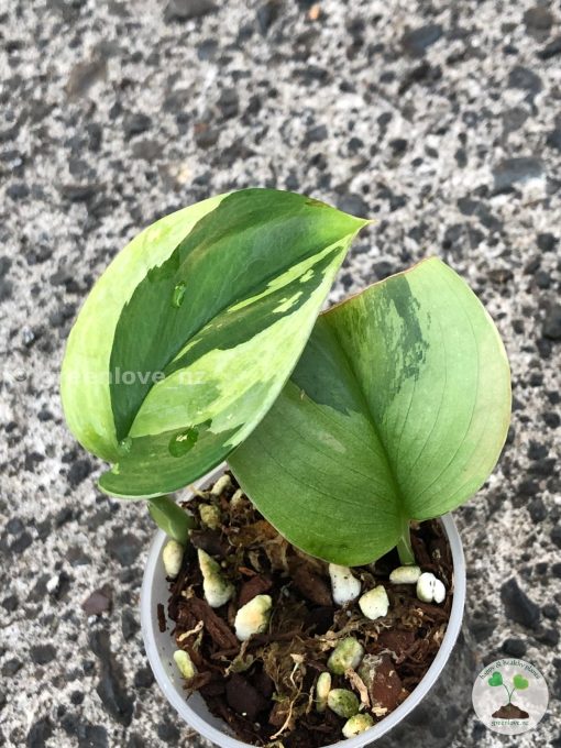 Scindapsus Moonlight Albo (Marble)