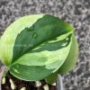 Scindapsus Moonlight Albo (Marble)
