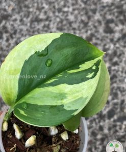 Scindapsus Moonlight Albo (Marble)