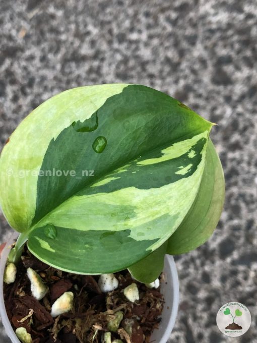Scindapsus Moonlight Albo (Marble)