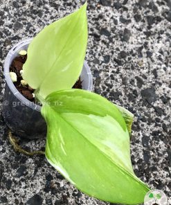 Scindapsus Moonlight Albo (Marble)