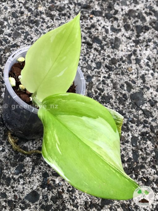 Scindapsus Moonlight Albo (Marble)