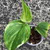 Scindapsus Moonlight Albo (Marble)