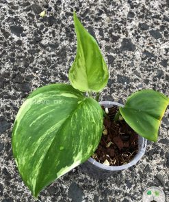 Scindapsus Moonlight Albo (Marble)