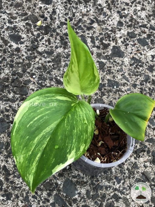 Scindapsus Moonlight Albo (Marble)