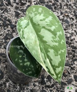 Scindapsus Mayari