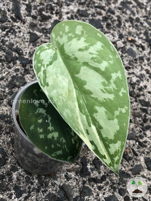 Scindapsus Mayari