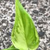 Scindapsus Moonlight Albo (Marble)