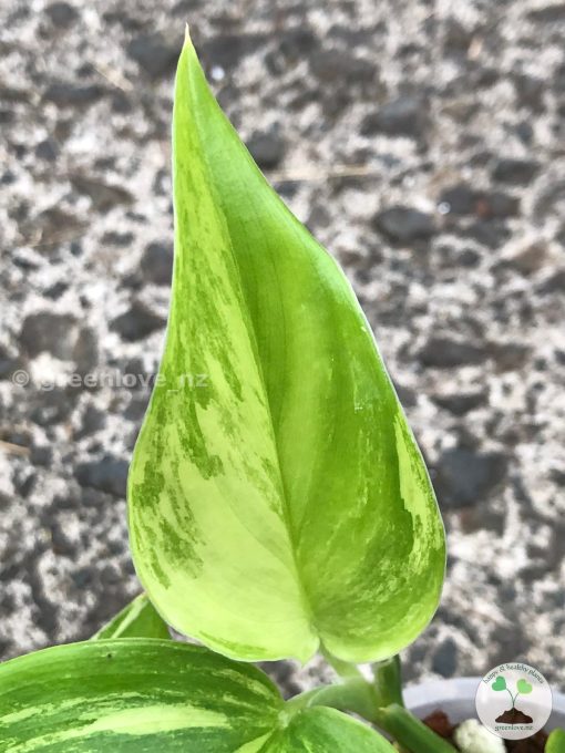 Scindapsus Moonlight Albo (Marble)