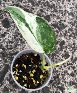 Scindapsus Silver Splash Variegated