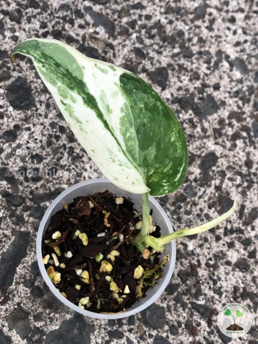Scindapsus Silver Splash Variegated