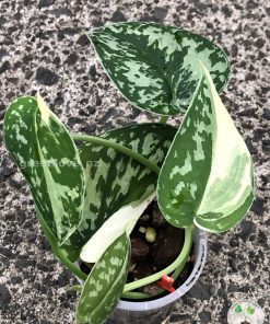 Scindapsus Mayari