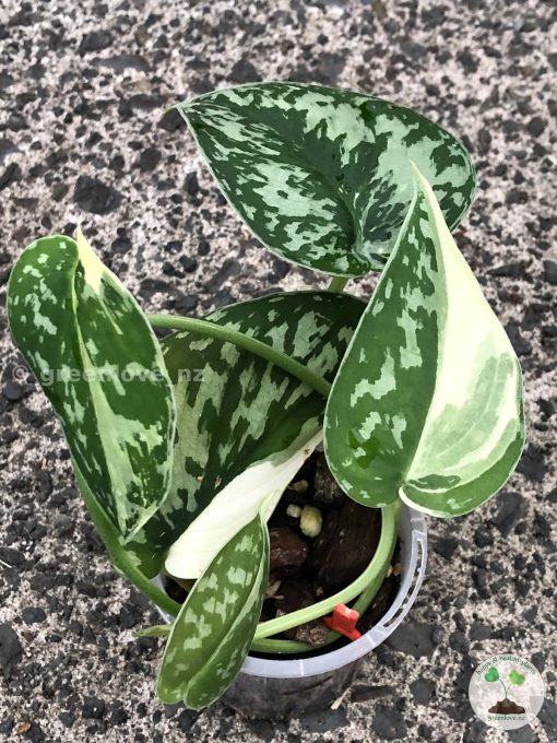 Scindapsus Mayari
