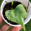 Anthurium Pterodactyl Variegated