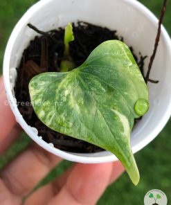 Anthurium Pterodactyl Variegated