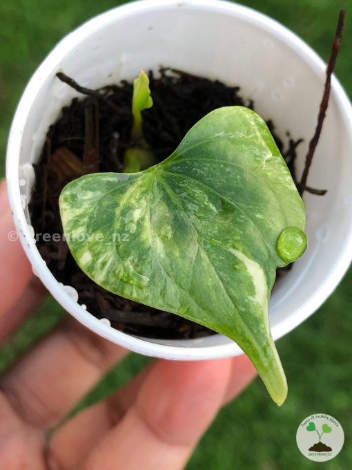 Anthurium Pterodactyl Variegated
