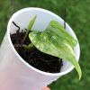 Anthurium Pterodactyl Variegated