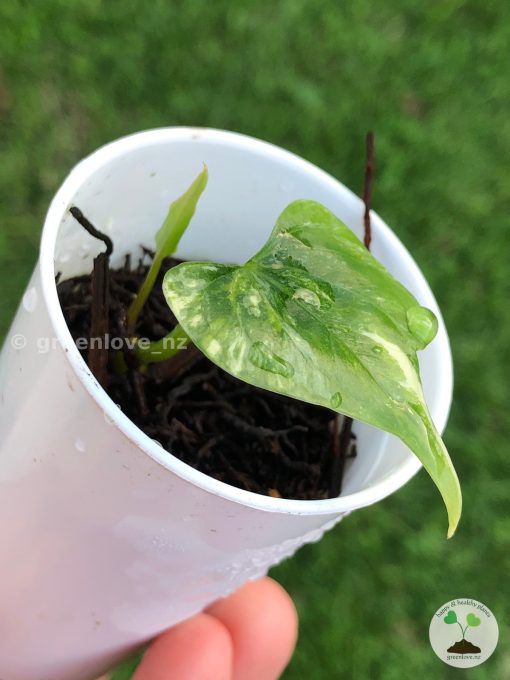 Anthurium Pterodactyl Variegated