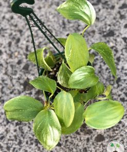 Scindapsus White Monster