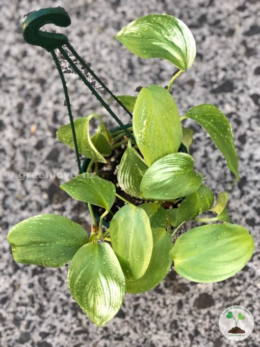 Scindapsus White Monster