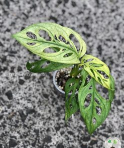 Monstera Monkey Mask (Adansonii) Variegated