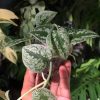 Scindapsus Tricolour Silver Platinum
