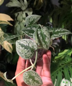 Scindapsus Tricolour Silver Platinum - Cuttings