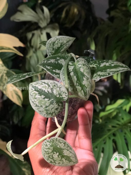 Scindapsus Tricolour Silver Platinum