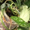 Scindapsus Tricolour Silver Platinum