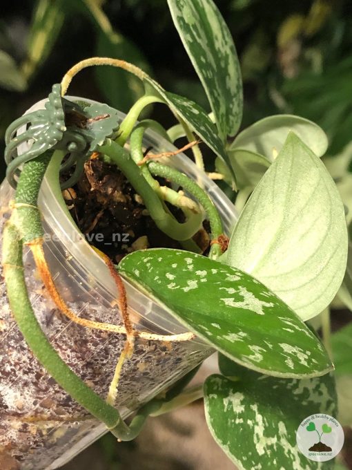 Scindapsus Tricolour Silver Platinum