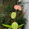 Dischidia ovata
