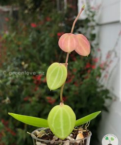Dischidia ovata