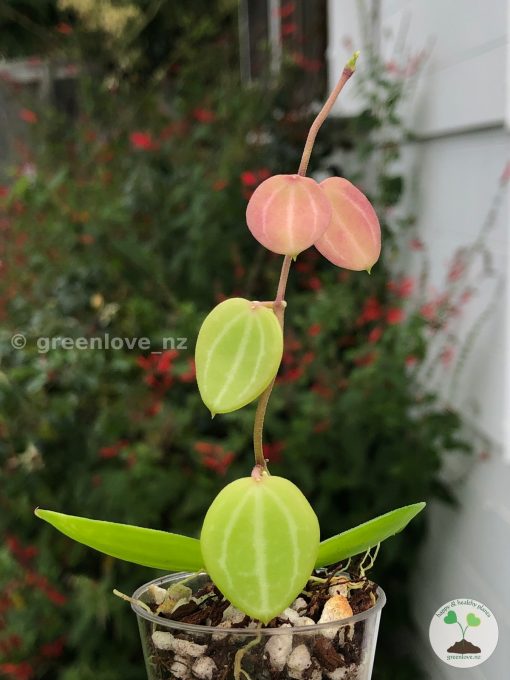 Dischidia ovata