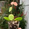 Dischidia ovata