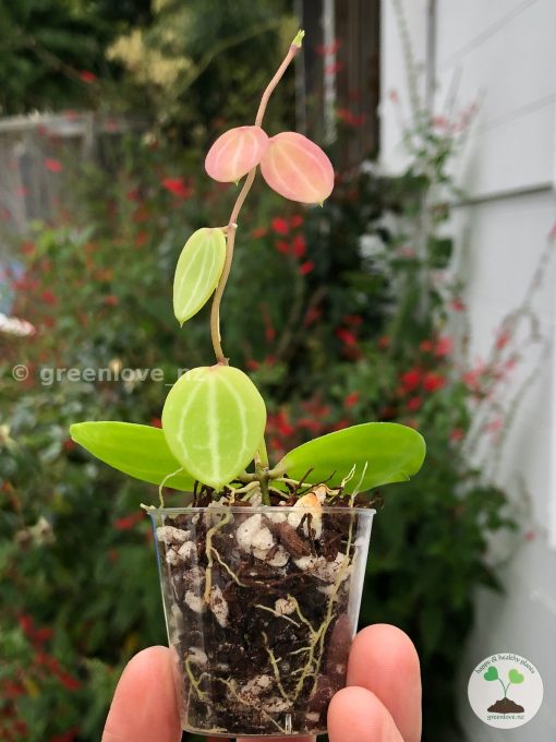 Dischidia ovata