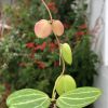 Dischidia ovata