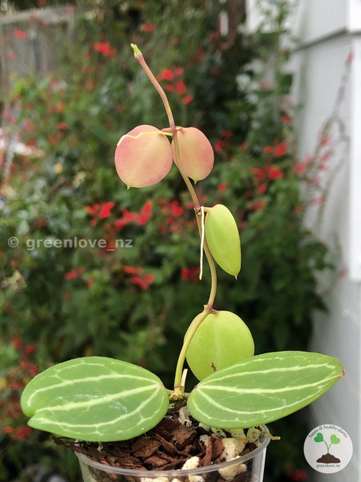 Dischidia ovata