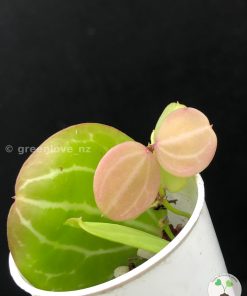Dichidia Ovata at greenlove_nz