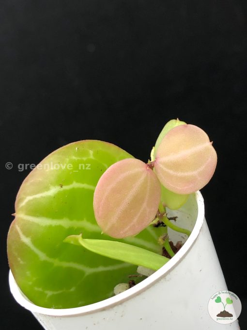 Dichidia Ovata at greenlove_nz