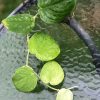 Rare Scindapsus Gold Dust | Plant C