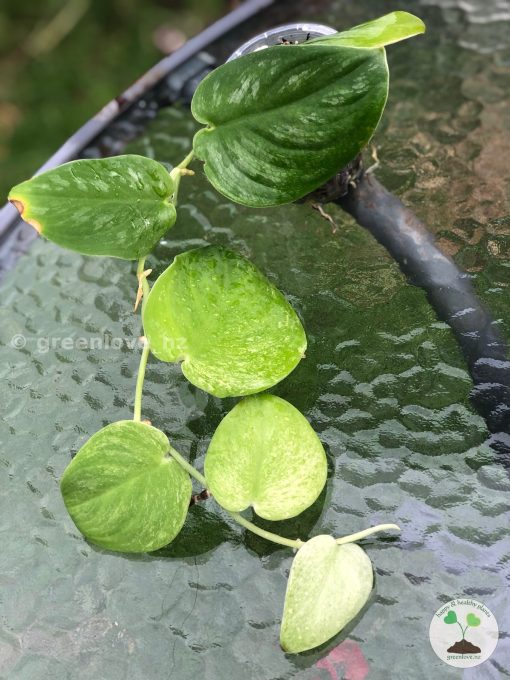 Rare Scindapsus Gold Dust | Plant C