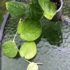 Rare Scindapsus Gold Dust | Plant C